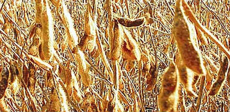 Soja cai com previsão de chuvas em áreas produtoras do Brasil