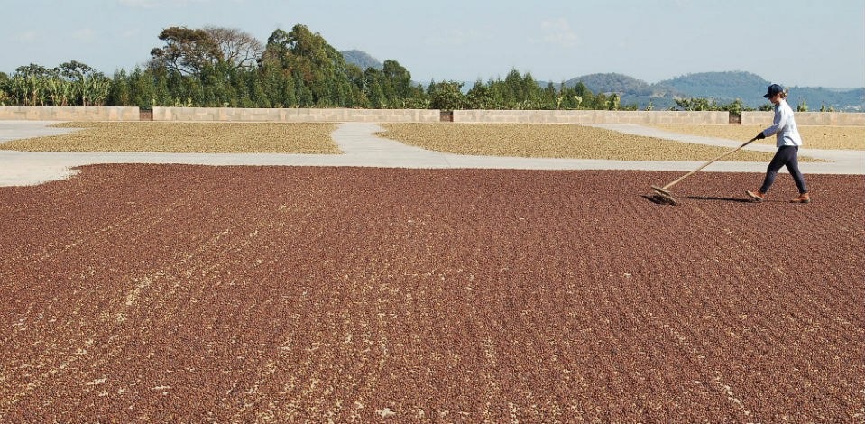 Produção de café. Volume vendido foi 20,8% maior que o registrado em janeiro de 2018 - Foto: Marcos Giesteira/CNA