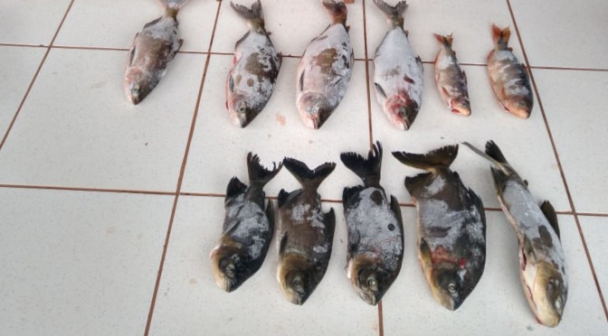 PMA prende e autua mineiro em R$ 21 mil por transportar pescado proibido
