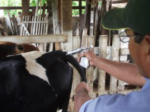 Produtores querem garantir vacinação em áreas invadidas no Pantanal