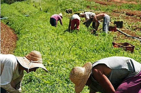 CCJ do Senado aprova a Política de Desenvolvimento do Brasil Rural