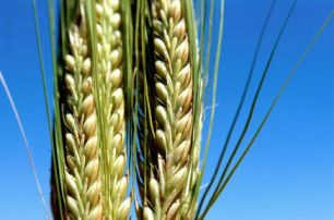 Os leilões serão quinzenais e o primeiro está marcado para o dia 15 de maio, quando o governo ofertará 130 mil toneladas para PR, SP, RS, MS e MG