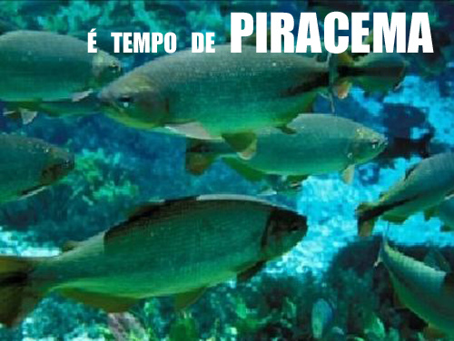 Período de piracema inicia-se na próxima segunda-feira