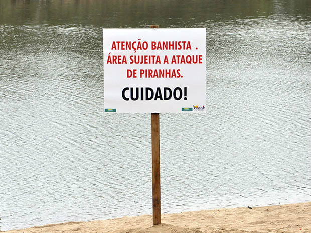 Praia no Rio Paraguai tem quase um ataque de piranhas por dia em MT