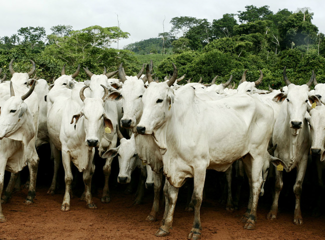 Teste de tuberculose bovina criado em MS desperta interesse nos EUA De acordo com o pesquisador da Embrapa, esse tipo de cooperação é uma forma de divulgar as tecnologias da Embrapa em outros países e também no Brasil