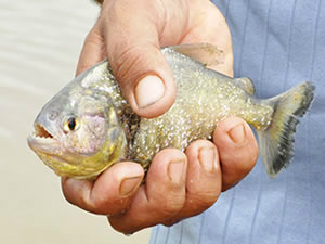 Praia no Rio Paraguai tem quase um ataque de piranhas por dia em MT