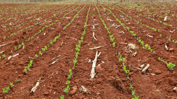 Sojicultores de Mato Grosso do Sul entram na etapa final do plantio da soja