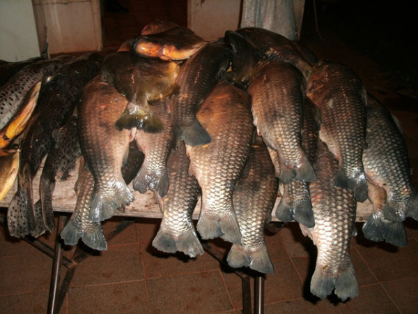PMA apreende 1,5 km, 27 kg de carne de jacaré e 98 kg de pescado