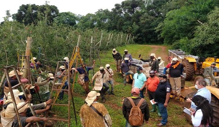 Indígenas trabalham na colheita de maçã / Foto: Funtrab