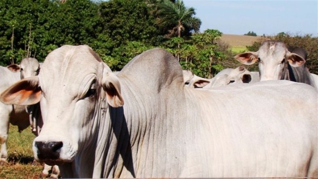 Mesmo com soja em alta, preço do sebo caiu Foto: Divulgação