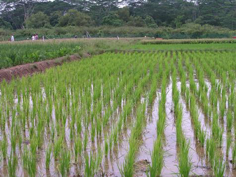 Autoridades do Japão identificam contaminação de césio em arroz
