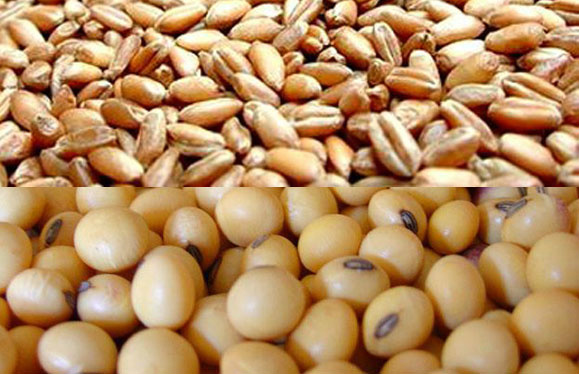 Soja e milho fecham em queda na CBOT após sessão volátil