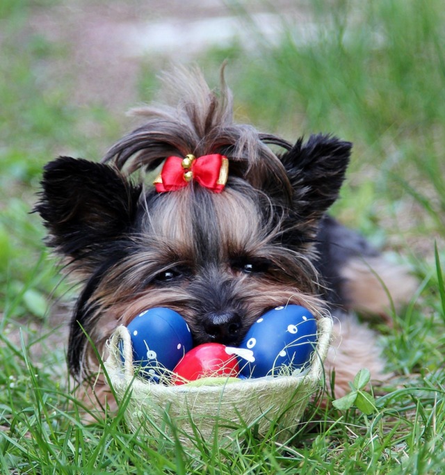 Atenção na Páscoa: chocolate é veneno para os cães Foto: Divulgação