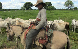 Sancionada a Política Nacional de Integração Lavoura-Pecuária-Floresta Sancionada a Política Nacional de Integração Lavoura-Pecuária-Floresta