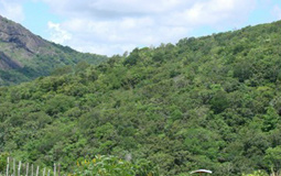 Sancionada a Política Nacional de Integração Lavoura-Pecuária-Floresta Sancionada a Política Nacional de Integração Lavoura-Pecuária-Floresta