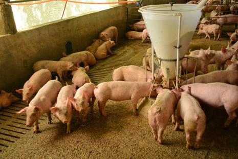 Carne suína: Embarques crescem 39,3% Rússia e Hong Kong continuam como principais compradores de carne suína brasileira (Foto: Fernando Dias)