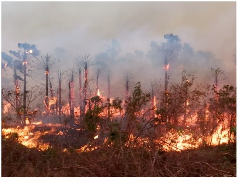 Foto: Sociedad Boliviana de Derecho Ambiental (SBDA)