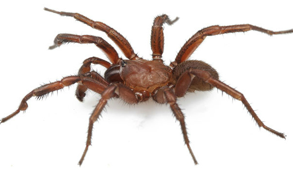 Pesquisadores descobrem nova espécie de aranha nos EUA Macho da espécie de aranha 'M. tigris' (Foto: Universidade de Auburn/Divulgação)