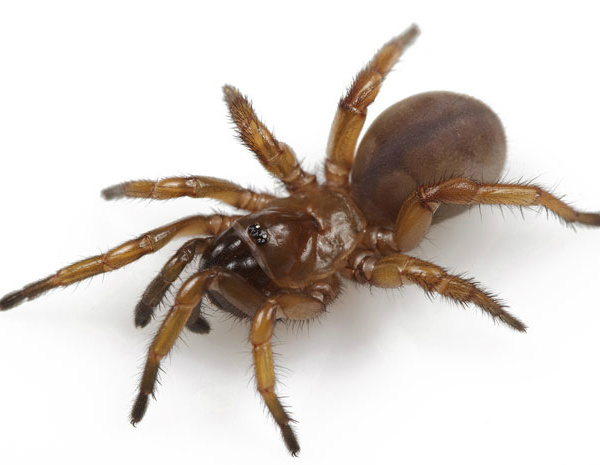 Pesquisadores descobrem nova espécie de aranha nos EUA Fêmea da espécie de aranha 'M. tigris' (Foto: Universidade de Auburn/Divulgação)