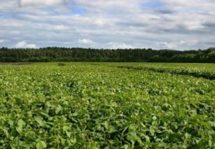 Embrapa busca manejo para conter mofo branco da soja