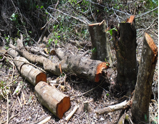 PMA autua empresário em R$ 5,5 mil por destruir mata ciliar de córrego