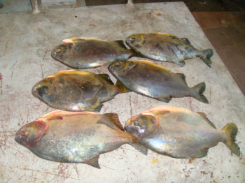 Polícia Ambiental apreende pescado ilegal em ônibus