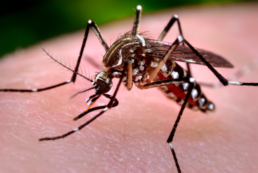 Saiba como evitar a dengue, a zika e a chikungunya