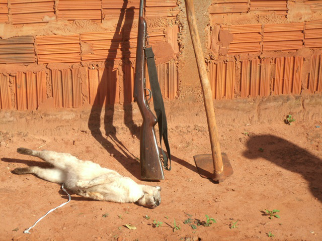 PMA autua em R$ 1 mil homem por matar gato em Batayporã PMA autua em R$ 1 mil homem por matar gato em Batayporã