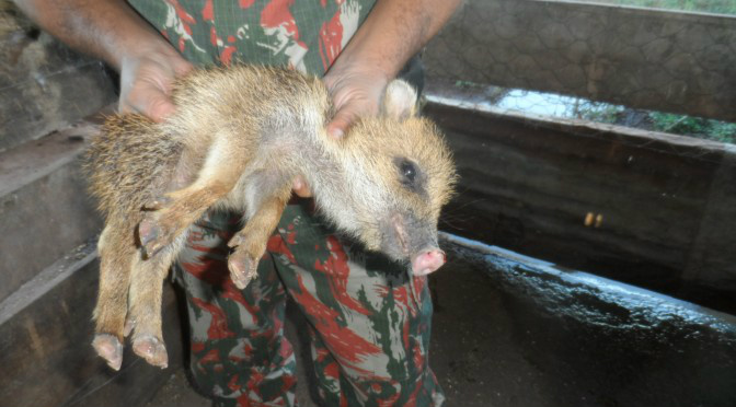 PMA e Polícia Civil prendem jovem e o autuam em R$ 10,5 mil