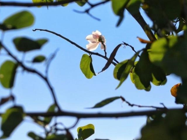 Tempo continua seco e quente neste domingo com temperatura de 32ºC