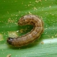 Safrinha: quando iniciar o controle de lagartas?