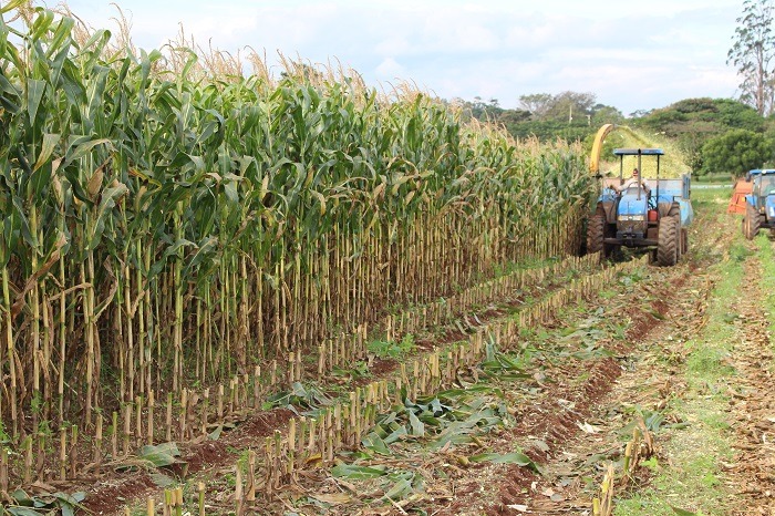 Silagem de milho requer cuidados desde antes do plantio da lavoura - Foto: Jaqueline Ribas