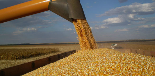 Preocupação com clima na América do Sul sustenta o milho