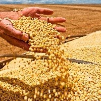 Soja: mais oferta e dólar forte elevam liquidez Imagem créditos: Divulgação