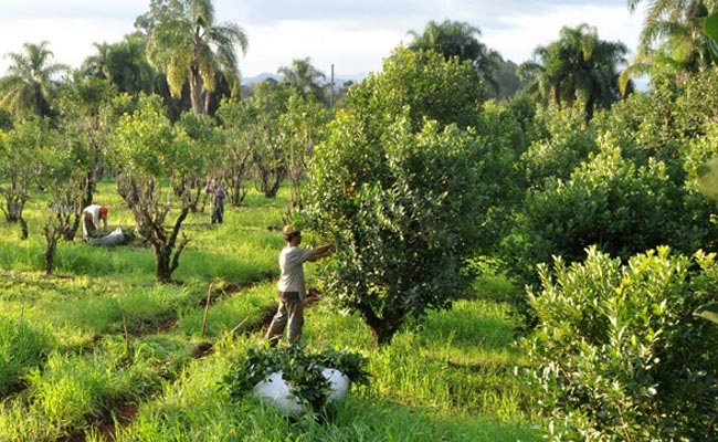 Projeto vai estimular a produção de erva-mate em Amambai 210 famílias que trabalham com a agricultura familiar devem ser beneficiadas com o projeto nos municípios de Antônio João, Aral Moreira, Dourados, Iguatemi, Laguna Caarapã, Ponta Porã, Tacuru e Amambai.