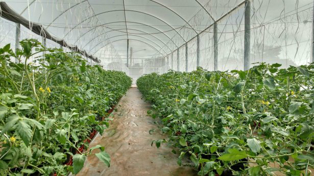 Tecnologia de cultivo protegido é destaque na produção de tomate em Ponta Porã Foto: Divulgação