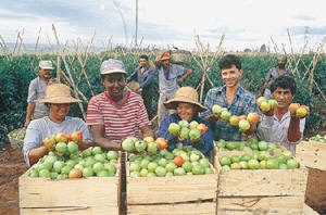 Plano safra da agricultura familiar terá garantia de preços mínimos