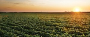 Soybean Sunrise