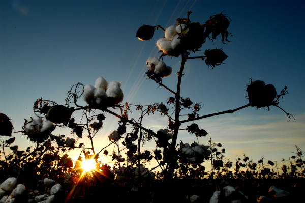 Produtores de MS poderão sofrer queda de 30% nas lavouras de algodão