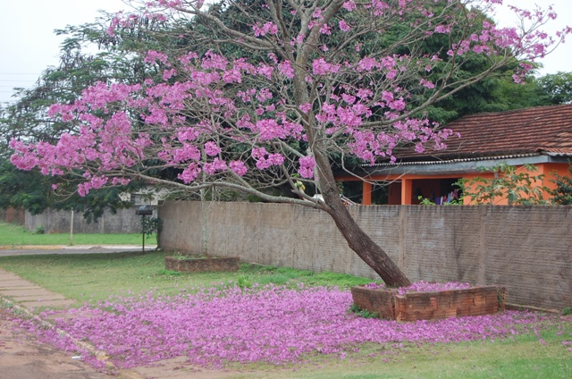 21 de setembro, dia da árvore Ipê roxo está entre as espécimes mais belas cultivadas em Amambai.