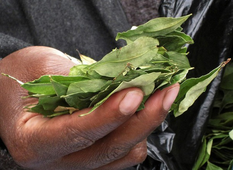 Brasil, EUA e Bolívia se unem para erradicar plantações ilegais de coca