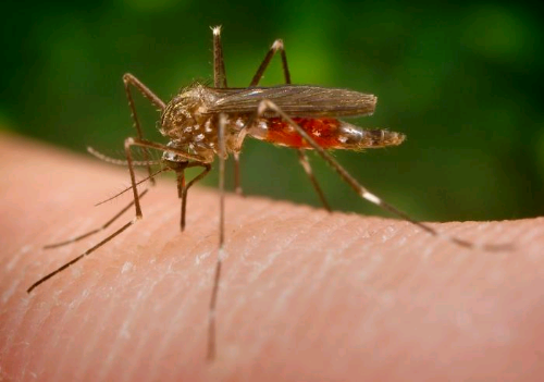 Presença do vírus Zika em nove países leva OMS a emitir alerta mundial