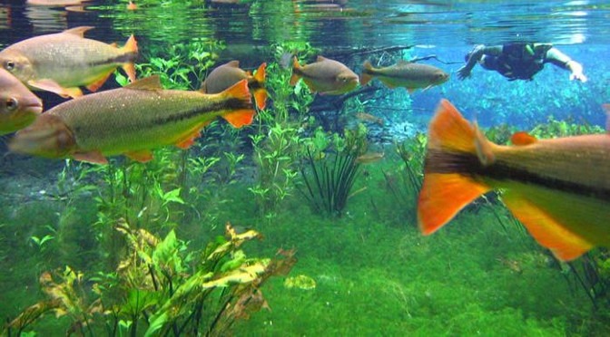 Bonito é eleito o melhor destino de ecoturismo do Brasil pela 14ª vez Foto: Divulgação