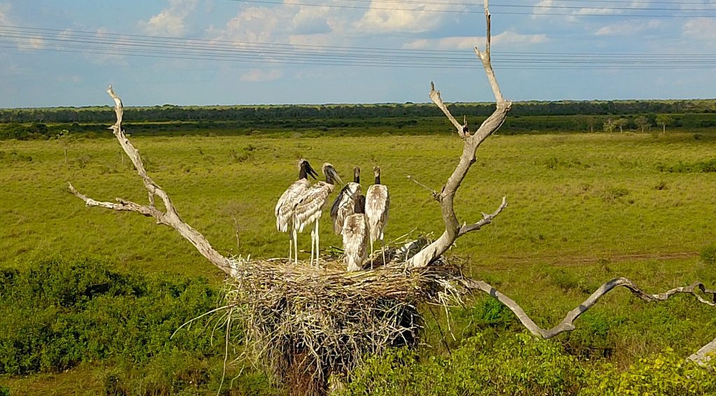 Ninho com filhotes de tuiuiú na região do Pantanal (Foto: Edemir Rodrigues)