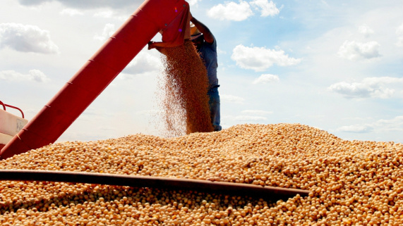 Colheita recorde garante crescimento de 65,9% nas exportações de soja Foto divulgação