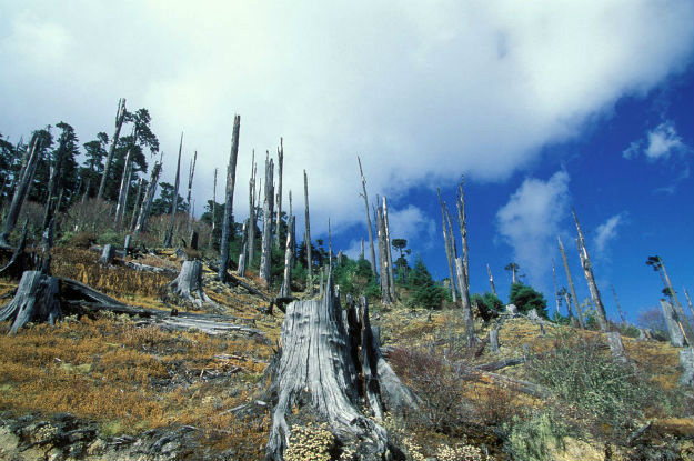 ONU diz que é importante proteger florestas e agricultura Aproximadamente 1 bilhão de pessoas dependem diretamente das florestas para sua subsistência e a cada ano, cerca de 12 milhões de hectares dessas florestas são destruídos. Foto: Banco Mundial/Curt Carnemark