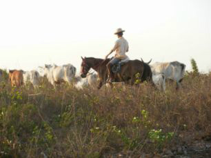 O gado precisa de pastos verdes para se alimentar