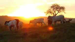 Outro tema que será debatido pelos representantes é a inserção do Phefa na iniciativa de controle global da febre aftosa.