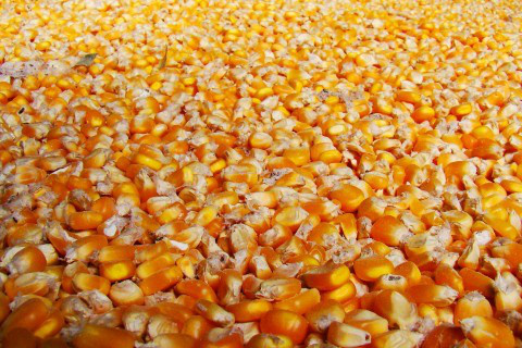 Produção de grãos de MS deve cair 2,2% na safra 2013/2014, diz Conab