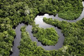 Iniciativa da ONU quer chamar a atenção para populações que dependem da floresta para viver